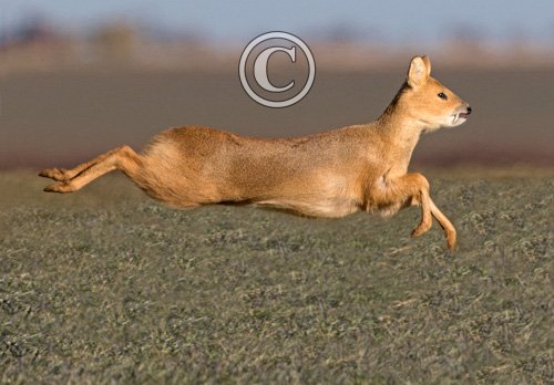  Chinese Water Deer Running DM1577